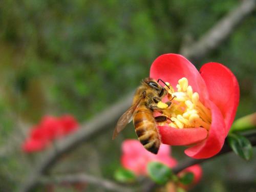 土蜂蜜治便秘的方法与注意事项